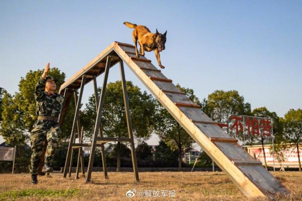 軍犬的訓練日常有多酷