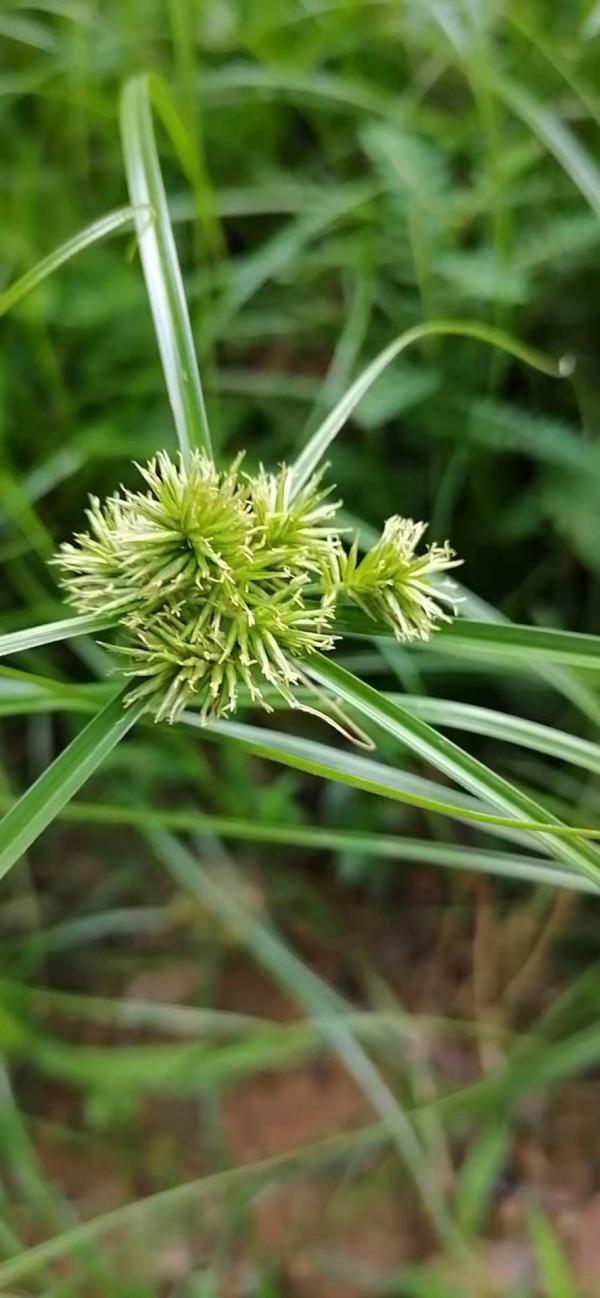 雲彩下的山城系列（四）