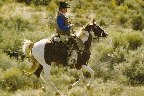 全球最貴的九種馬，價值四億的馬你見過嗎？汗血寶馬無緣榜首