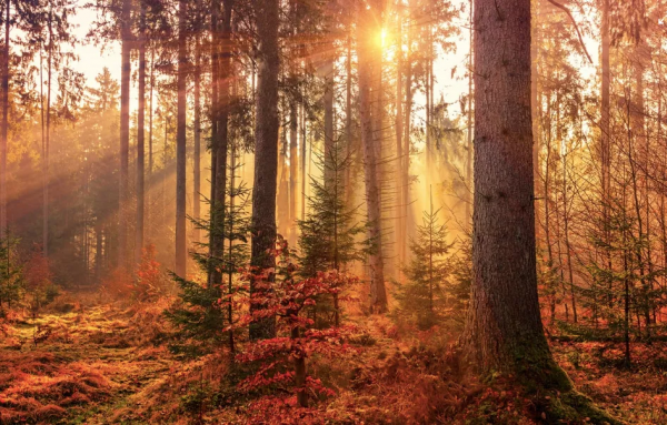 60 句“秋天”詩詞,品讀靜美清秋 60 句“秋天”詩詞,品讀靜美清秋