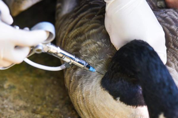 圍觀北京動物園水鳥體檢現場:鳥兒也不愛被捅嗓子眼兒 圍觀北京動物園水鳥體檢現場:鳥兒也不愛被捅嗓子眼兒