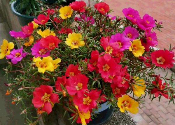 退休老王養啥旺啥,憑什麼?用上這些好方法,太給力了 退休老王養啥旺啥,憑什麼?用上這些好方法,太給力了