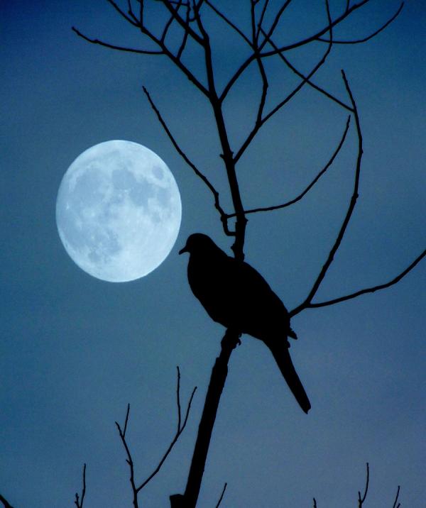 明月茫茫天涯路,誰能料明日酒醒以後? 明月茫茫天涯路,誰能料明日酒醒以後?