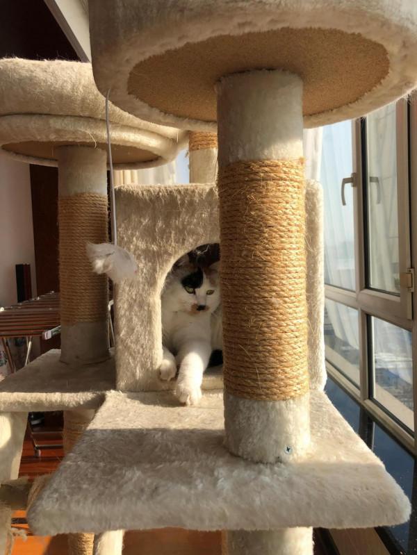 每一個流浪貓都可能是上天賜給你的禮物