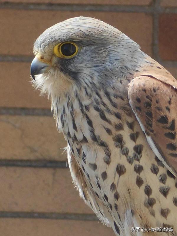體型最小的猛禽——紅隼