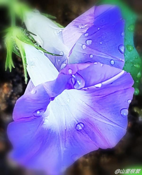 相愛容易相守難——《詩經》中的愛情和婚姻 相愛容易相守難——《詩經》中的愛情和婚姻