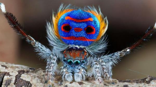 66張圖片帶你看看，那些有著驚豔“顏值”的動物