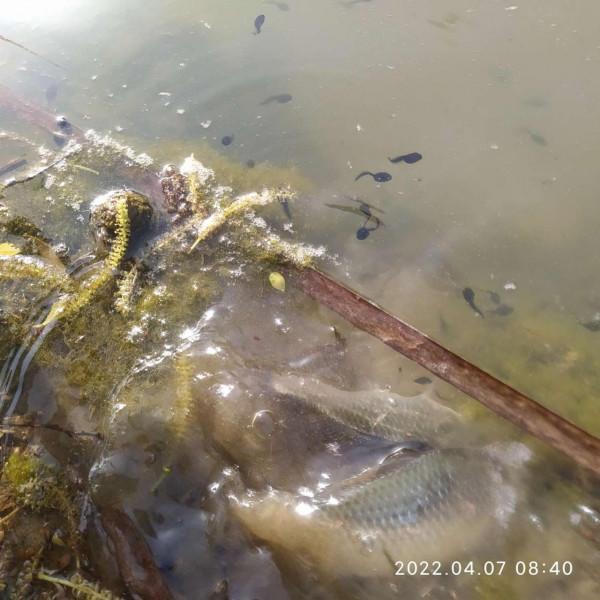 「放生漁獲」遵循不空軍的原則，路邊挖竹筍