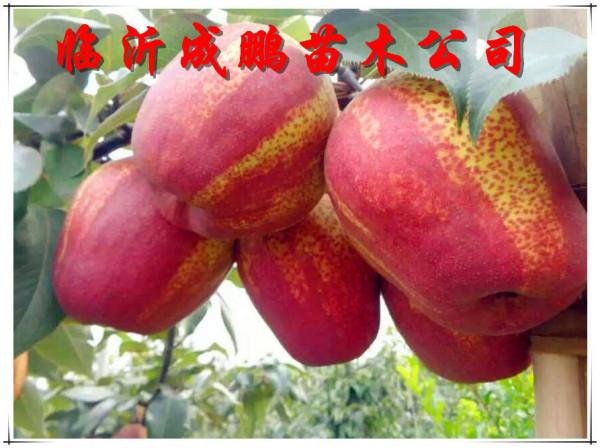 2021新品種水果苗