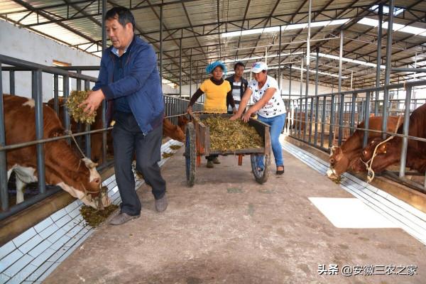 養殖界的粗飼料之王——青貯玉米，它的製作難度在哪？看完要收藏
