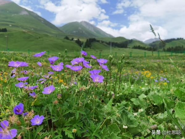 漢EV自駕新疆伊犁，風景如畫的百里畫廊，待小半個月不過分