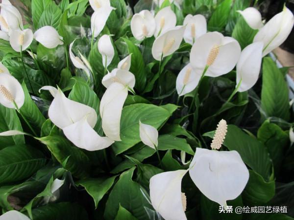 秋冬室內乾燥怎麼辦？養這幾種植物就夠了