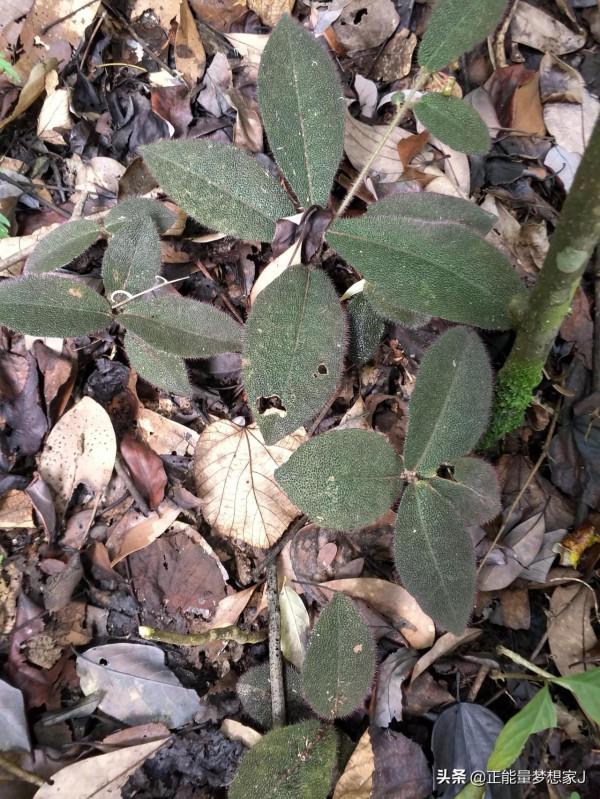 農村種植金線連跟山裡的不一樣 農村種植金線連跟山裡的不一樣