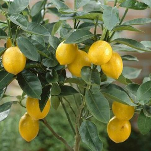 盆栽檸檬養不好？記住它有“4怕”，避免才能葉綠結果多
