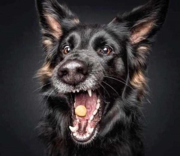 攝影師捕捉到的狗狗搶食的嘴臉，你還覺得它們可愛嗎？