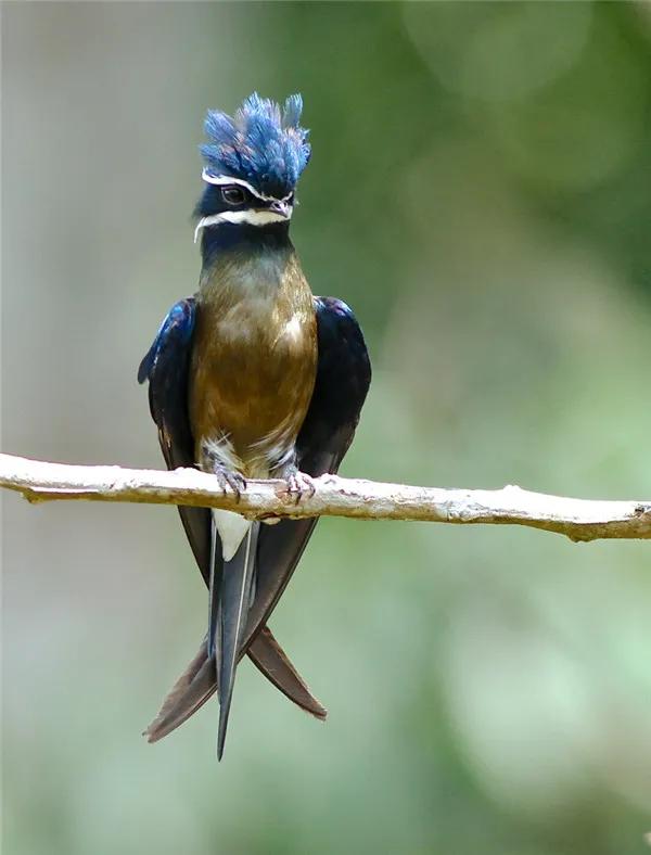 這髮型，估計一流的髮型師都剪不出來的