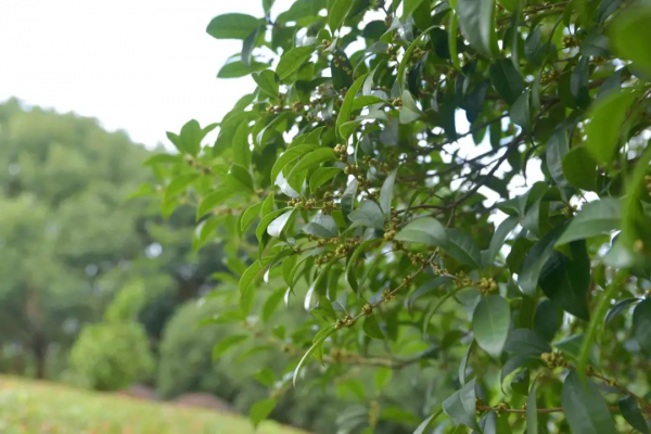 敬亭秋意濃,最是桂花香!敬亭山賞桂好去處推薦,快來打卡吧 敬亭秋意濃,最是桂花香!敬亭山賞桂好去處推薦,快來打卡吧