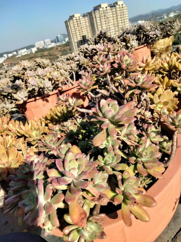 我的多肉在冬天也萌萌的