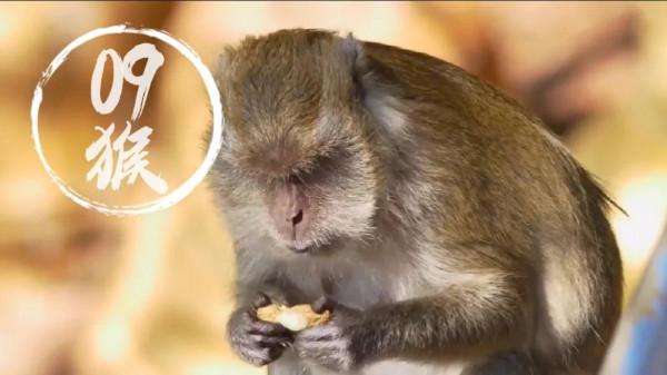 十二生肖輕鬆打油版,精彩多多,趣味多多,歡迎收藏,歡迎轉發 十二生肖輕鬆打油版,精彩多多,趣味多多,歡迎收藏,歡迎轉發