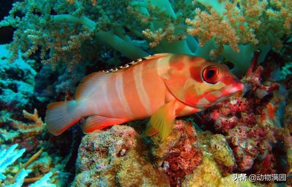 物種百科：赤石斑魚