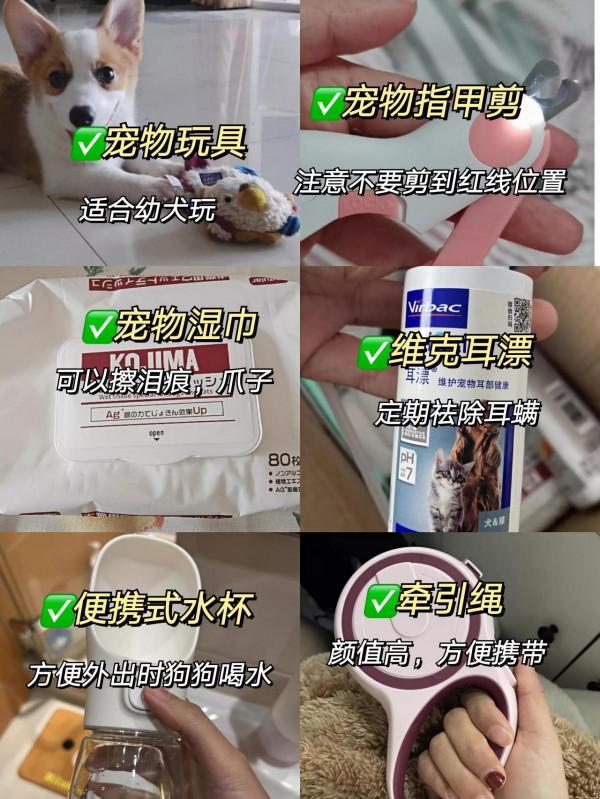 新手養狗一定過避開這些智商稅