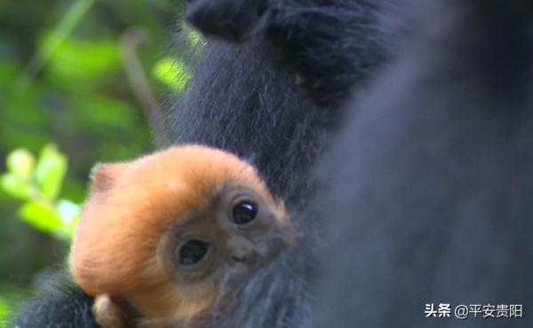 國家一級保護動物！全球只有1900多隻的野生黑葉猴，在貴州這裡就有1200多隻！