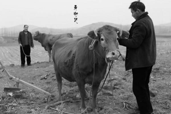 經典散文:一把牛梭頭 經典散文:一把牛梭頭