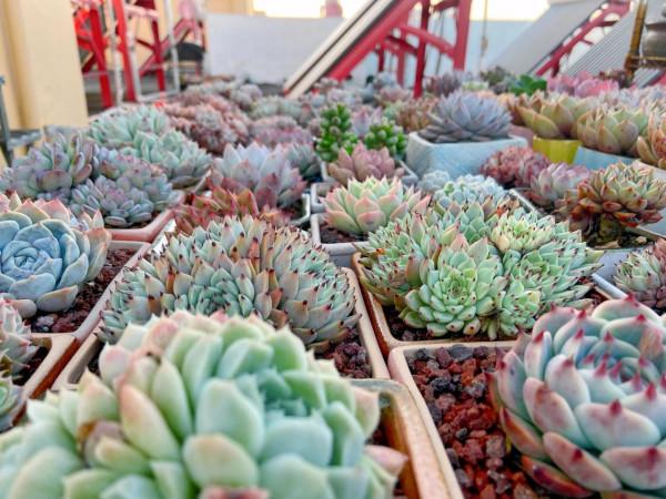 多肉被雪蓋住了，怎麼辦？