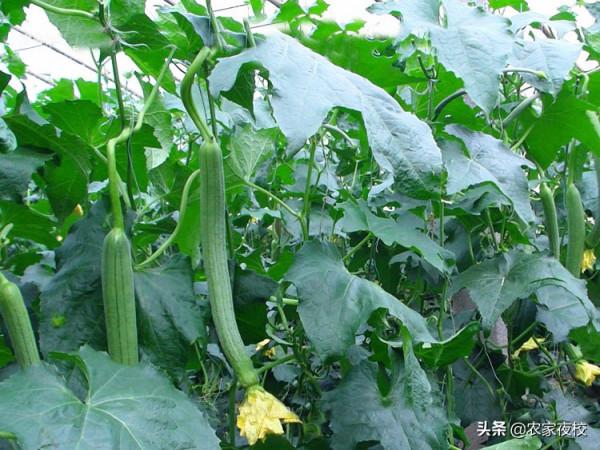 絲瓜怎麼管理才能高產？用這2個小辦法，種的絲瓜又長又直還嫩