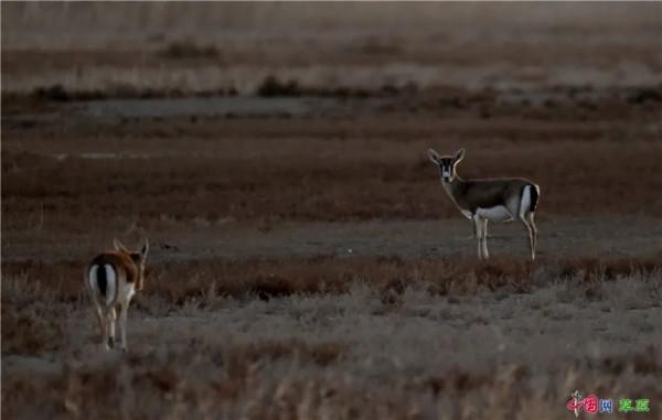 20220222最有愛的一天！看草原上那些成雙成對的風景