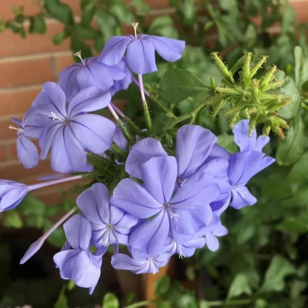 疫情居家生活讓我回味一下春天