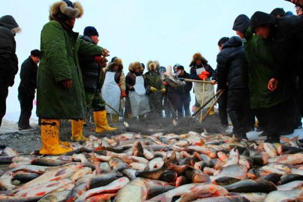 懂行人買魚，專挑這3種海魚，目前無法人工養殖，全是純野生