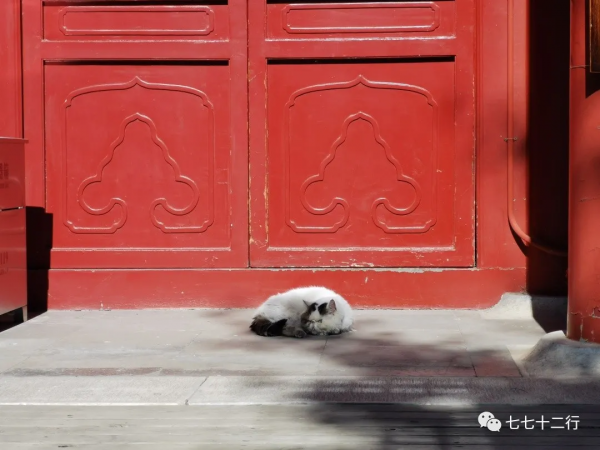 北京金秋賞銀杏 | 五塔寺 北京金秋賞銀杏 | 五塔寺