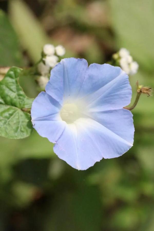粉藍牽牛子，別名喇叭花、牽牛花
