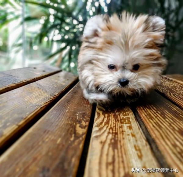 狗狗搗亂被抓包，網友卻紛紛表示：這是小熊吧？太可愛了原諒它