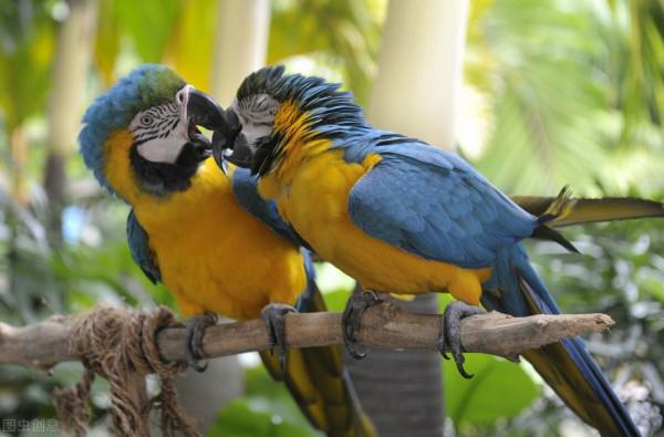 長翅膀可以上天入地,為什麼動物不都進化出翅膀來? 長翅膀可以上天入地,為什麼動物不都進化出翅膀來?