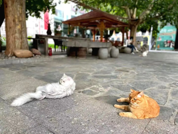 盤點 | 小貓咪那些奇奇怪怪的“酸角”關係