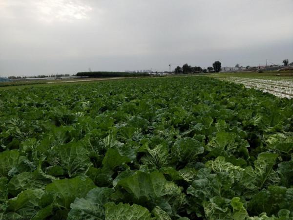 白菜乾燒心,打藥沒有用?做好3個方面,白菜品質有保障 白菜乾燒心,打藥沒有用?做好3個方面,白菜品質有保障