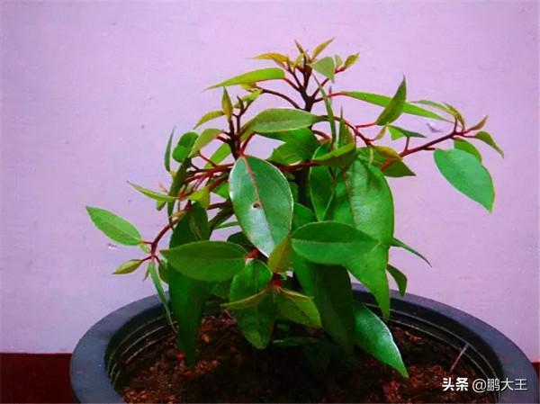 客廳想“提香”，多香的花都不及這“2種樹”，耐聞不膩香哭了