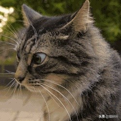 貓咪“鬥雞眼”是咋回事,會影響正常生活嗎? 貓咪“鬥雞眼”是咋回事,會影響正常生活嗎?