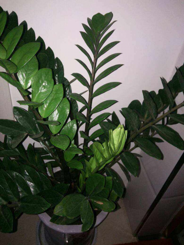 1種花名叫“錢串子”，牢記4個養護口訣，葉子油亮直反光