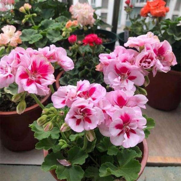 新的一年，想要養好花，要先改正6個&OpenCurlyDoubleQuote;壞習慣&rdquo;