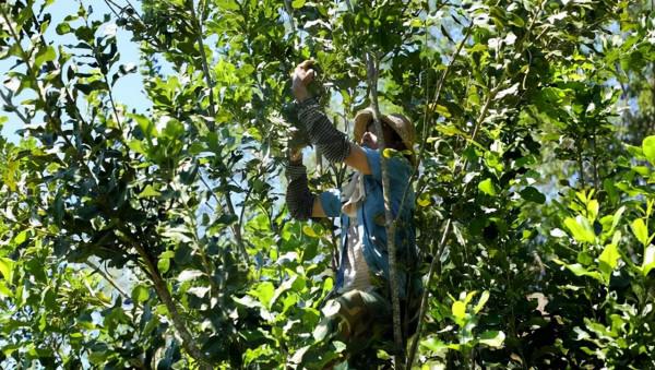 鮮果6元/斤,炒熟能賣近50,國內缺口大,果農很少種植,咋回事? 鮮果6元/斤,炒熟能賣近50,國內缺口大,果農很少種植,咋回事?