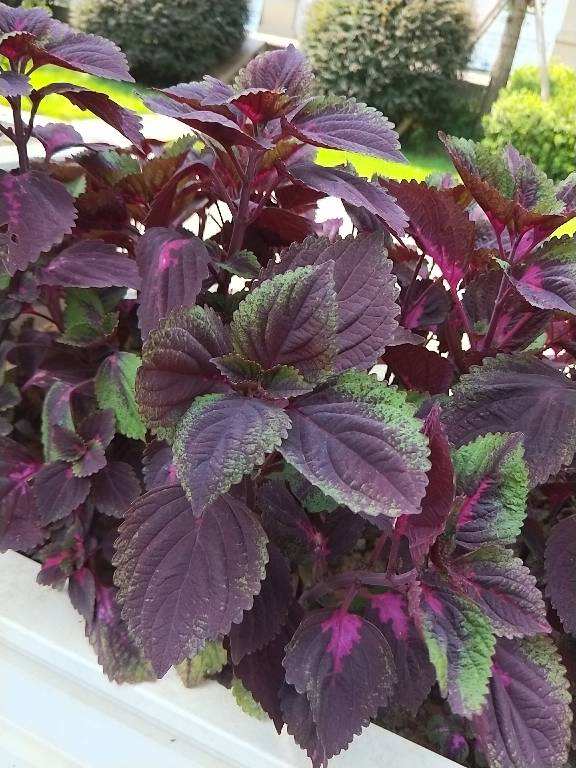 常見的8種植物，也是中藥，養在家裡特養人