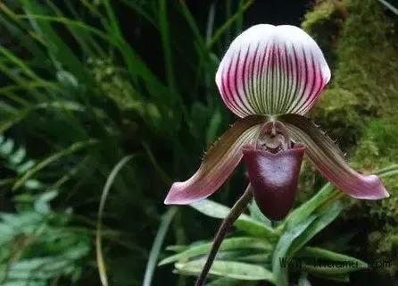 長得像拖鞋的兜蘭,你見過嗎? 長得像拖鞋的兜蘭,你見過嗎?