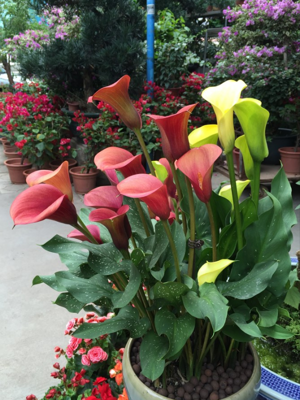 7種“小毒花”，家裡經常養，快認清“真面目”，避免中毒啊