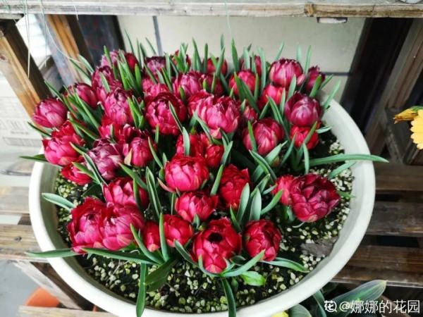 鬱金香就得小盆養，盆越小，花越多，明年照樣復花