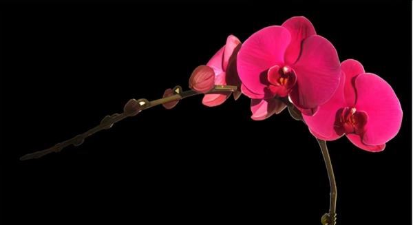 蘭花：部分種類圖鑑