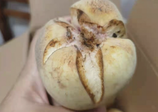 買“爆炸桃”是交智商稅？專家：儘管很醜，但有“內涵”