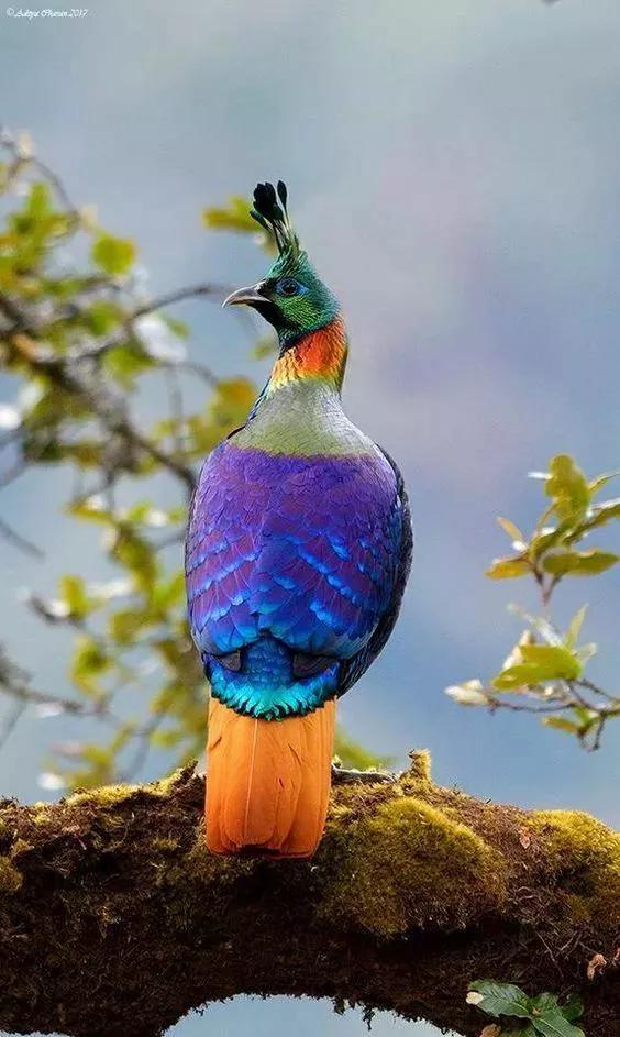 可愛漂亮的小鳥（圖片欣賞）